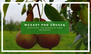 Wczasy pod gruszą: wszystko, co musisz wiedzieć. Dojrzałe gruszki zwisają z gałęzi, zapraszając do relaksu.