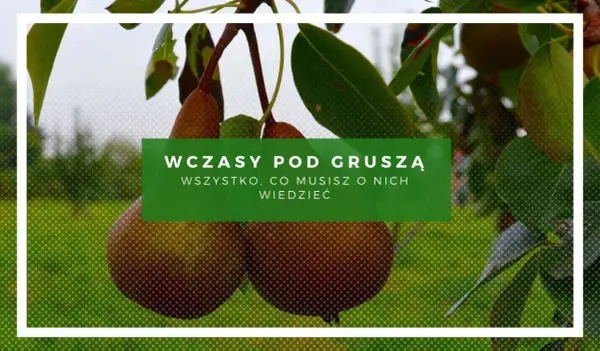 Wczasy pod gruszą: wszystko, co musisz wiedzieć. Dojrzałe gruszki zwisają z gałęzi, zapraszając do relaksu.